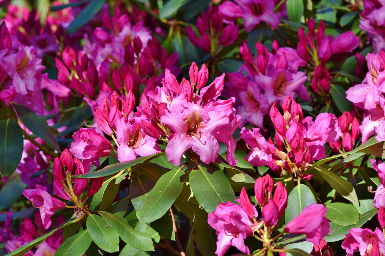 Miele di Rododendro